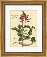 Fleur De Rouge IV Fine Art Print
