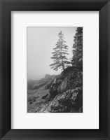 Lone Tree Fine Art Print