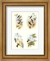 Miniature Gould Hummingbirds Fine Art Print