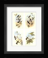 Miniature Gould Hummingbirds Fine Art Print