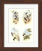 Miniature Gould Hummingbirds Fine Art Print