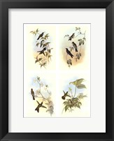 Miniature Gould Hummingbirds Fine Art Print