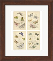 Jardini Butterflies Fine Art Print