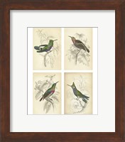 Jardini Hummingbirds Fine Art Print