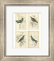Jardini Hummingbirds Fine Art Print