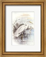 White Heron Fine Art Print