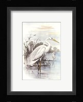 White Heron Framed Print
