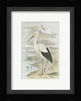 White Stork Fine Art Print