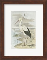 White Stork Fine Art Print