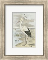White Stork Fine Art Print