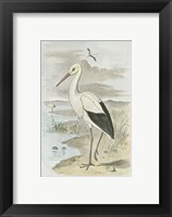 White Stork Framed Print