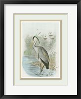 Common Heron Fine Art Print