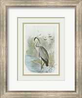 Common Heron Fine Art Print