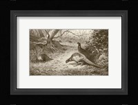 Pheasant Fine Art Print