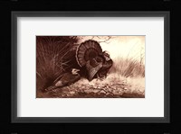 Wild Turkey Framed Print