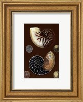 Shells on Cocoa I Fine Art Print