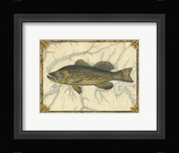 Black Bass on Map Fine Art Print