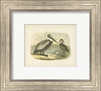 Brown Pelican Fine Art Print