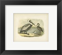 Brown Pelican Fine Art Print