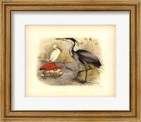 Heron & Ibis Fine Art Print