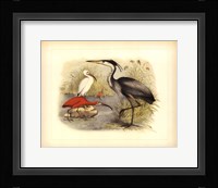 Heron & Ibis Framed Print