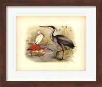 Heron & Ibis Fine Art Print