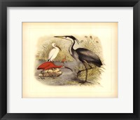 Heron & Ibis Framed Print