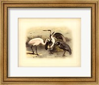 Egret & Heron Fine Art Print