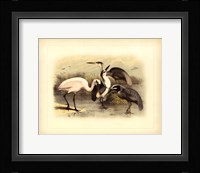 Egret & Heron Fine Art Print