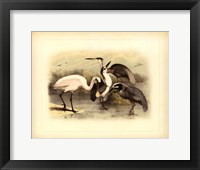 Egret & Heron Fine Art Print