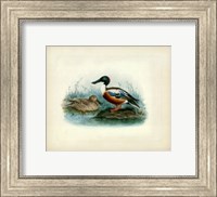 Shoveler Fine Art Print