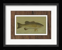 Small-mouthed Black Bass Fine Art Print