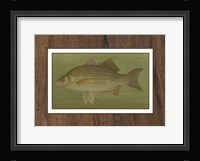 White or Silver Bass Fine Art Print