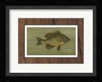 Common Sunfish Fine Art Print