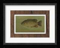 Rock Bass Fine Art Print