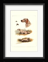 English Setter Framed Print