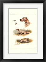 English Setter Fine Art Print
