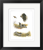 Cocker Spaniel Fine Art Print