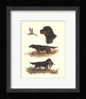 Gordon Setter Fine Art Print