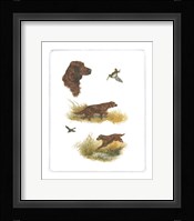 Irish Setter Fine Art Print