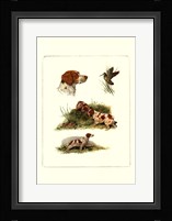 Brittany Framed Print