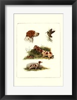 Brittany Framed Print