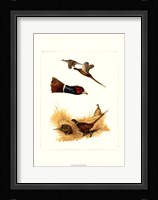 Pheasants Fine Art Print