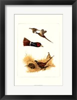 Pheasants Framed Print