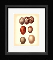 Bird Egg Study I Fine Art Print