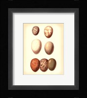 Bird Egg Study II Fine Art Print
