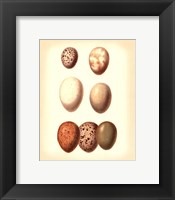 Bird Egg Study II Framed Print