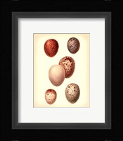 Bird Egg Study III Fine Art Print