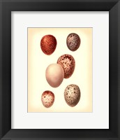 Bird Egg Study III Framed Print