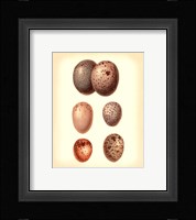 Bird Egg Study IV Fine Art Print